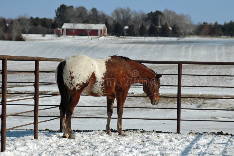 Appaloosa horse in Snow