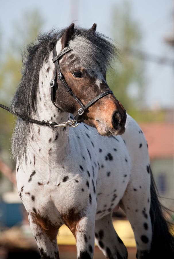 1,635 Appaloosa Stock Photos - Free & Royalty-Free Stock Photos from  Dreamstime