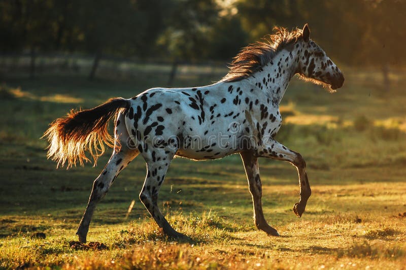 Appaloosa horse at sunrise