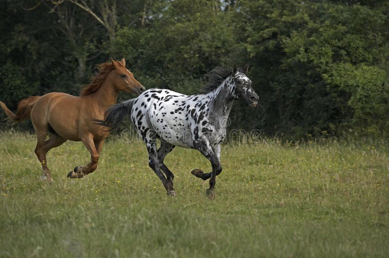 5,280 Appaloosa Horse Images, Stock Photos, 3D objects, & Vectors