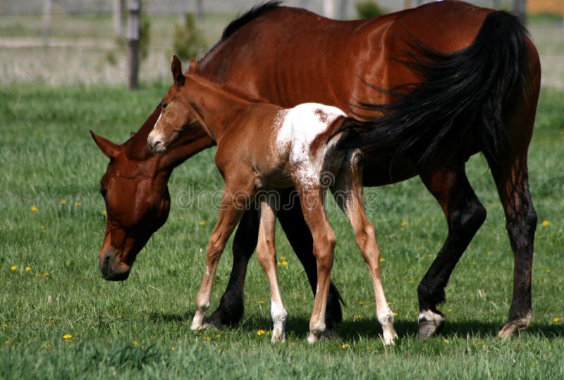 Appaloosa Mare And Colt