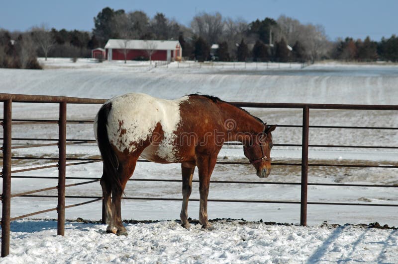Appaloosa in neve immagine stock Appaloosa in neve immagine stock