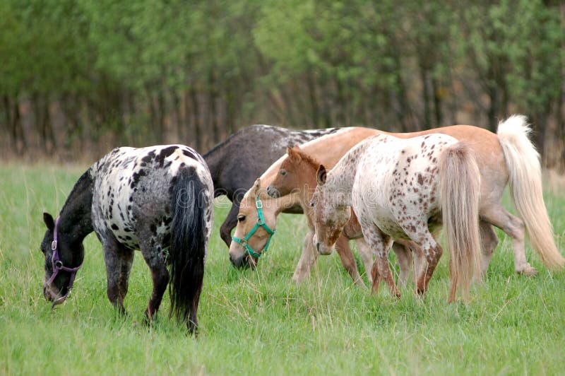 Appaloosa Ponies Herd Grazing on Paddock Stock Image Image of