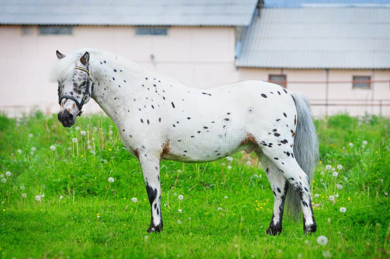 1,635 Appaloosa Stock Photos - Free & Royalty-Free Stock Photos from  Dreamstime