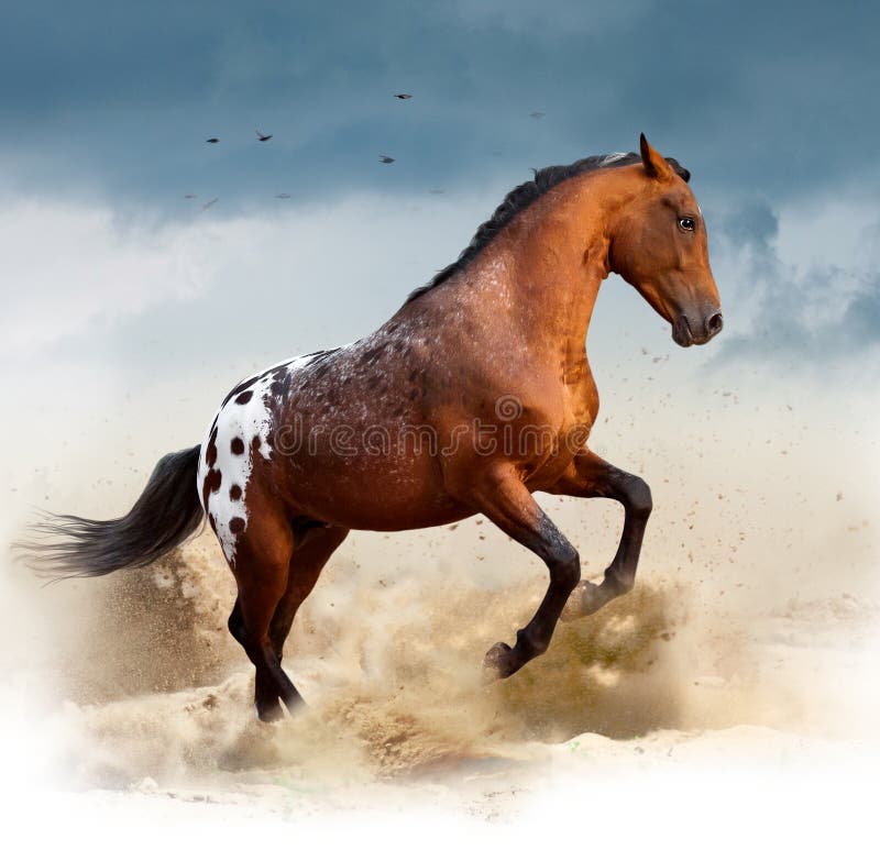 Appaloosa wild horse in desert royalty free stock photography Appaloosa wild horse in desert royalty free stock photography