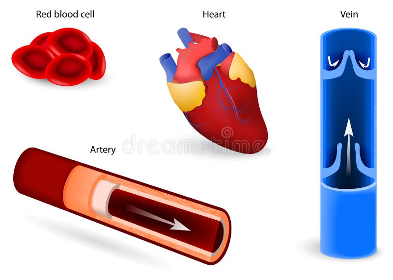 Apparato circolatorio o apparato cardiovascolare illustrazione di stock Apparato circolatorio o apparato cardiovascolare illustrazione di stock