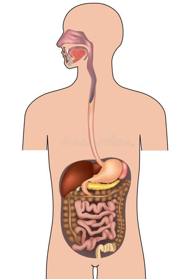 Apparato digerente umano. Anatomia del corpo umano. illustrazione vettoriale Apparato digerente umano. Anatomia del corpo umano. illustrazione vettoriale