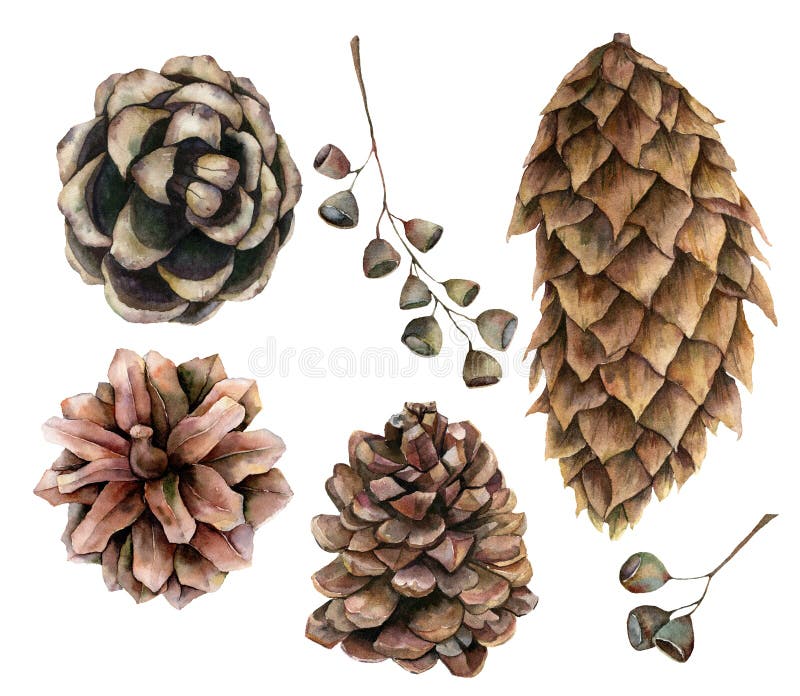 Apparecchiatura botanica acquosa con coni di pino e semi Piante di vacanze invernali dipinte a mano isolate su fondo bianco