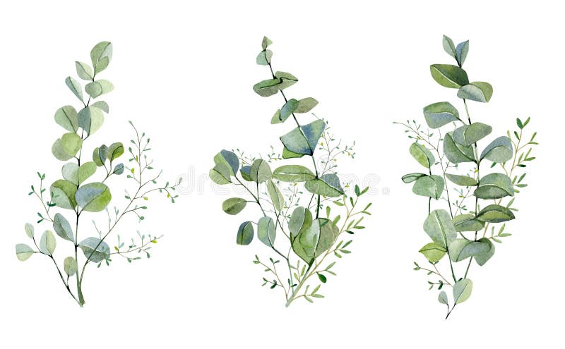 Apparecchiatura a colori d'acqua con bouquet d'argento eucalipto e piante verdi Piante di verde e laminazione per la progettazion illustrazione vettoriale