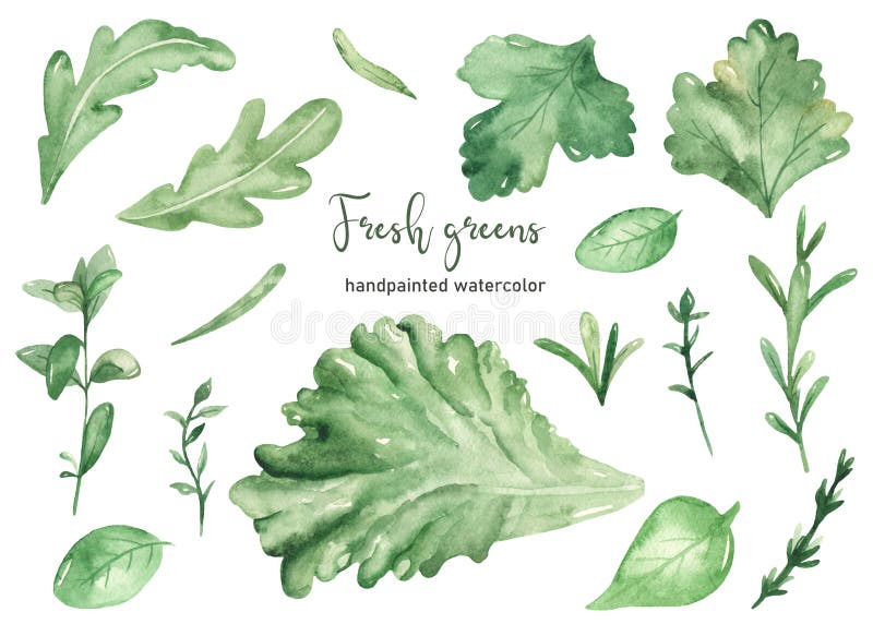 Apparecchiatura di acquerelli con erbe fresche royalty illustrazione gratis