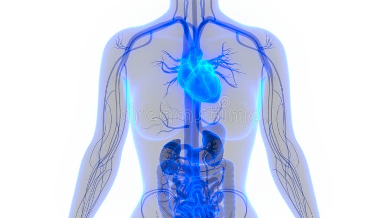 Appareil circulatoire d'organes de corps humain avec l'anatomie de coeur illustration de vecteur Appareil circulatoire d'organes de corps humain avec l'anatomie de coeur illustration de vecteur