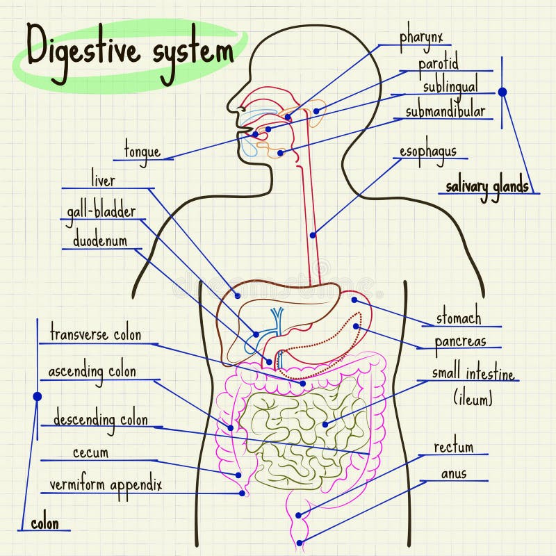 Schéma De L'appareil Digestif De L'homme Appareil Digestif De L'homme Illustration de Vecteur - Image: 56772045