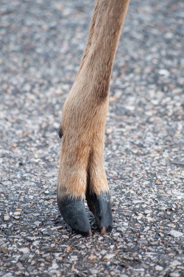 The hoof of the sika deer