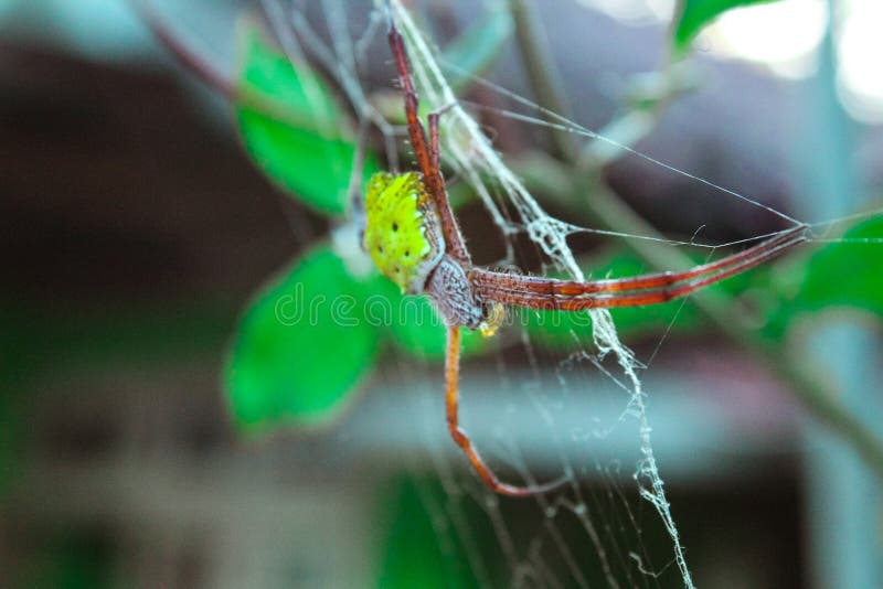Nature - A spider and its nest stock photos Nature - A spider and its nest stock photos