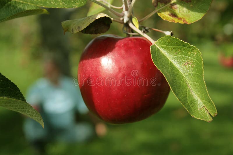 Appel in een boom royalty-vrije stock afbeelding Appel in een boom royalty-vrije stock afbeelding