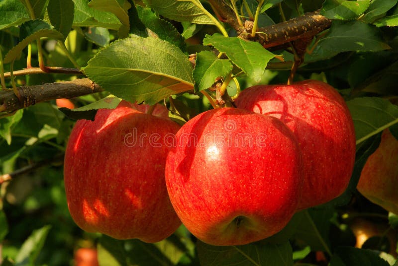 Appel aan de boom stock fotografie