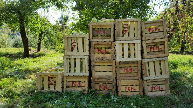 Appelen in houten kratten stock afbeelding Appelen in houten kratten stock afbeelding