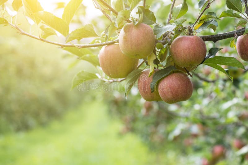 Red Apples On Tree In Apple Orchard By Sunny Wheather. Red Apples On Tree In Apple Orchard By Sunny Wheather