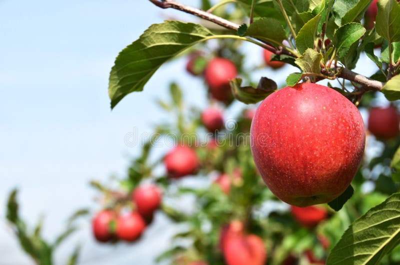 Appels aan de boom stock fotografie