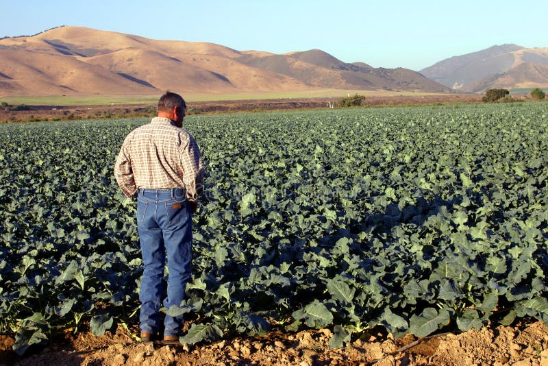 Farmer out checking his crop. Farmer out checking his crop