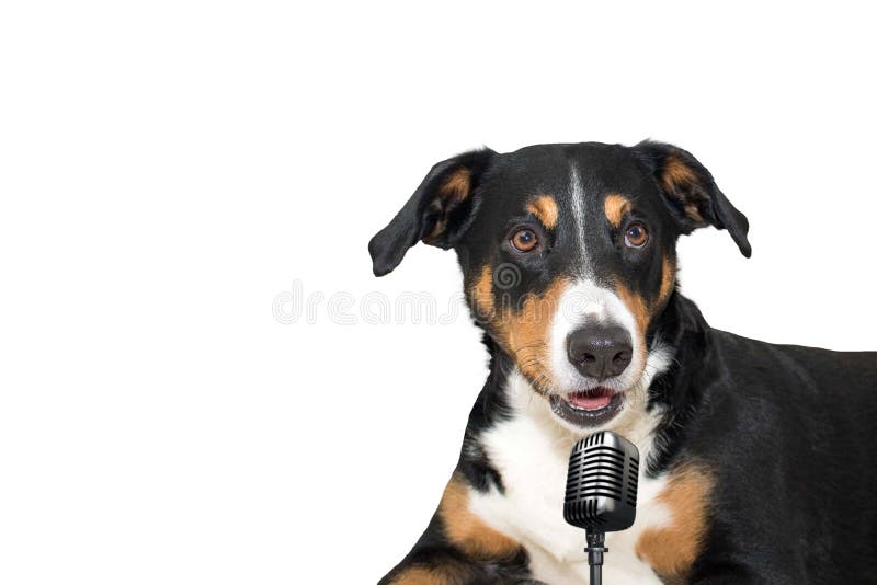 Appenzellerberg hond het geïsoleerde zingen met microfoon stock foto Appenzellerberg hond het geïsoleerde zingen met microfoon stock foto