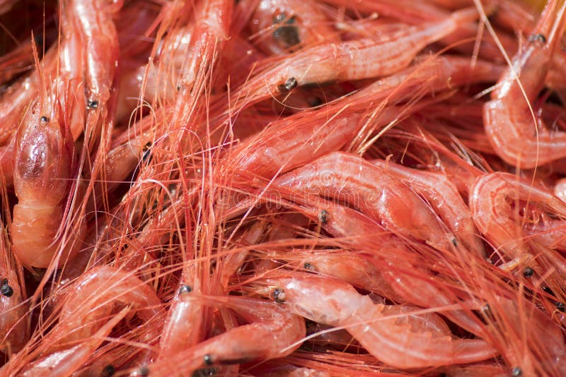 Appetizing Fresh Shrimp, Freshly Caught Stock Photo Image of organic