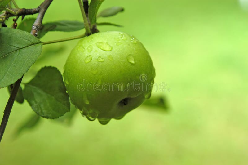 Apple Apple