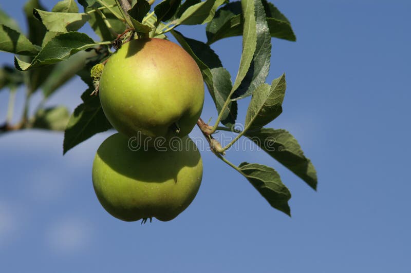 Manzana colgante en un árbol.