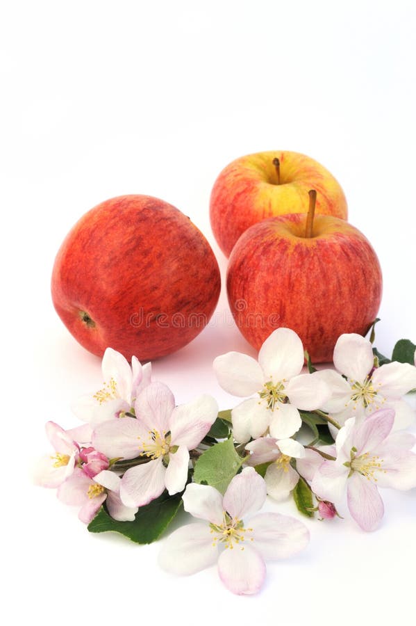 Apple and aplle-tree blossoms