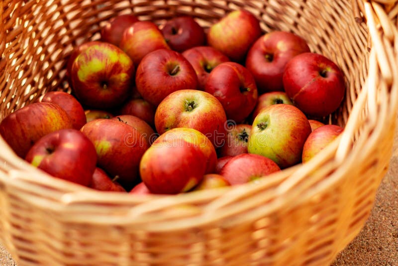 Apple Basket Basket Full of Red Apples Stock Image Image of food