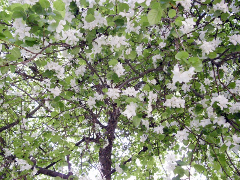 Apple-Baum bedeckt mit Blumen und Blättern lizenzfreies stockfoto Apple-Baum bedeckt mit Blumen und Blättern lizenzfreies stockfoto