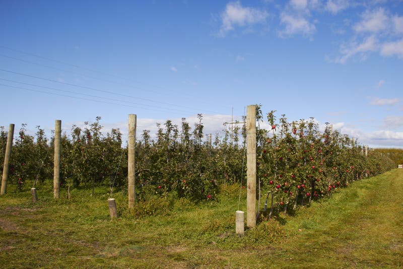 Apple bewirtschaften in Neuseeland lizenzfreie stockfotografie Apple bewirtschaften in Neuseeland lizenzfreie stockfotografie