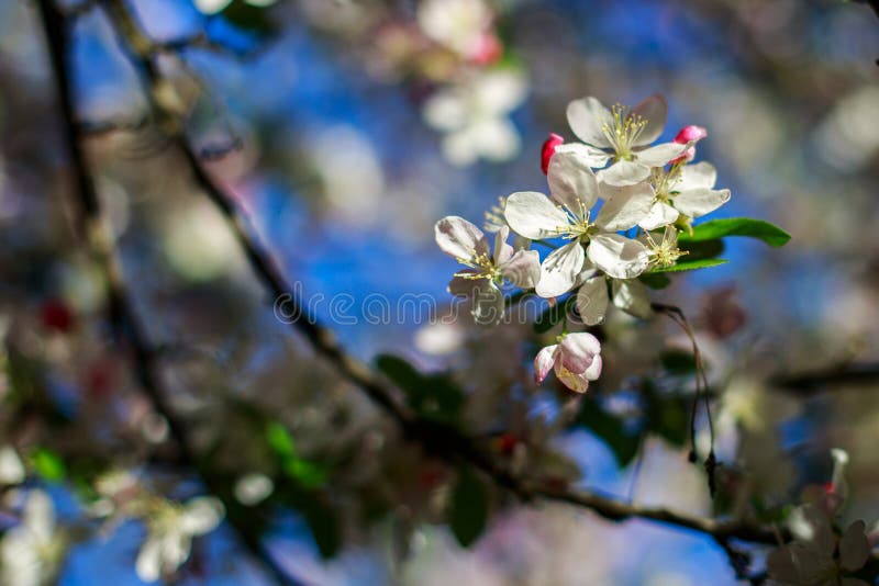 Apple blomma fotografering för bildbyråer Apple blomma fotografering för bildbyråer