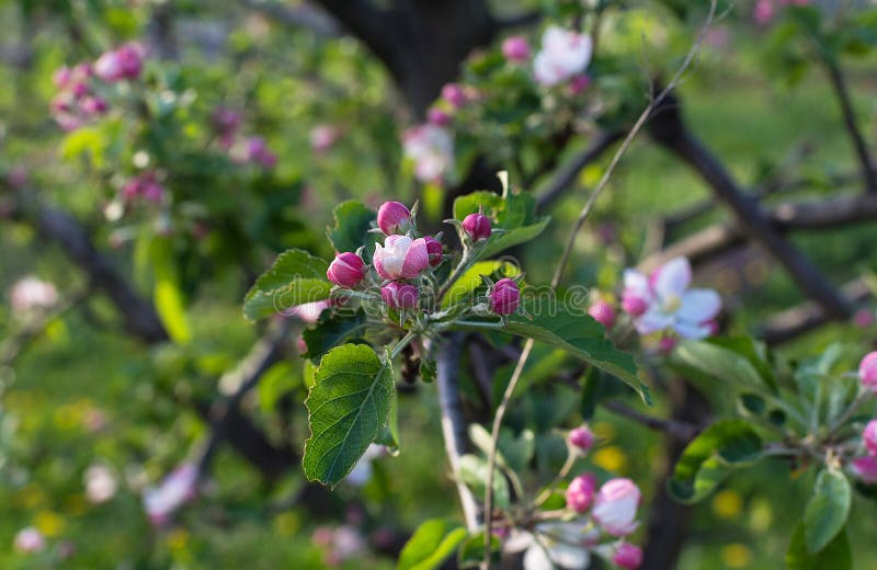 Apple blommablomning på vårtid royaltyfria bilder Apple blommablomning på vårtid royaltyfria bilder