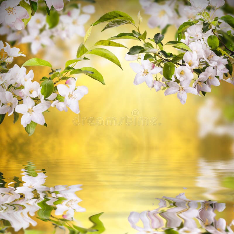 Apple blomning background_1 royaltyfri bild Apple blomning background_1 royaltyfri bild