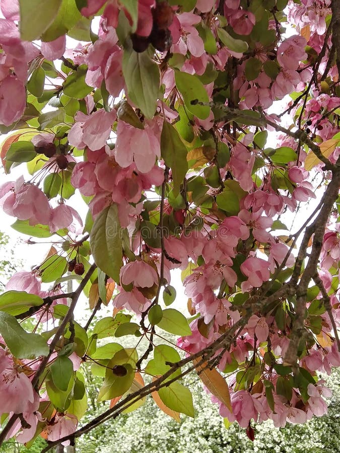 Apple blomstrar det rosa gröna trädet för vårfruktblomningen royaltyfri fotografi Apple blomstrar det rosa gröna trädet för vårfruktblomningen royaltyfri fotografi