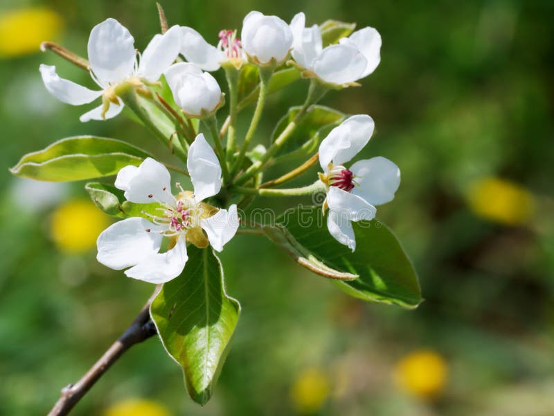 Apple blossom stock photos