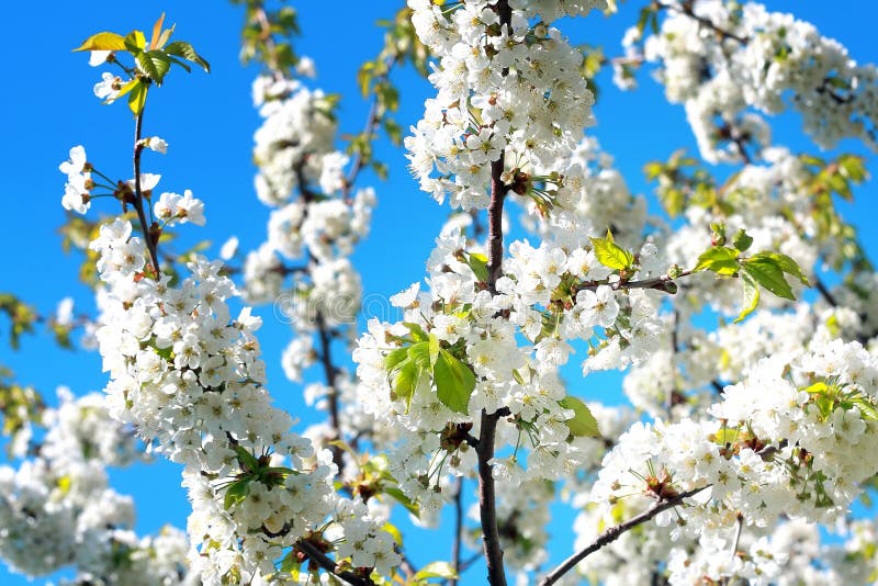 Apple blossom