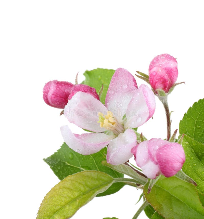 Apple Blossom stock photo. Image of drops, apple, colorful 19524920