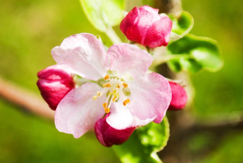 Apple Blossom