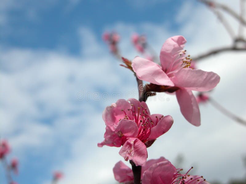 Apple tree Blossom flowers