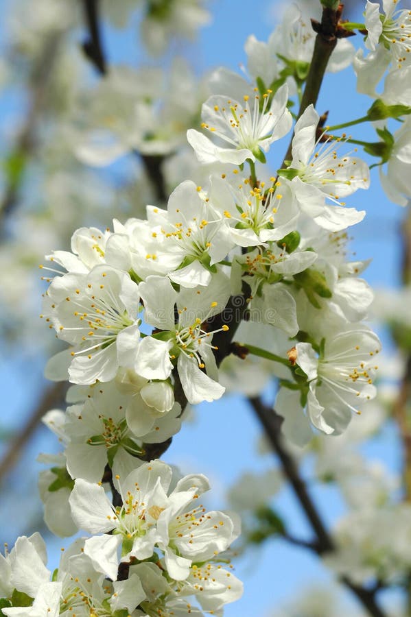 Apple Blossom