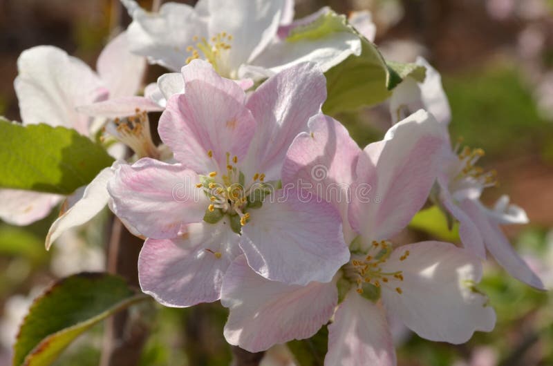 Apple blossom stock image. Image of earth, april, flourish ...