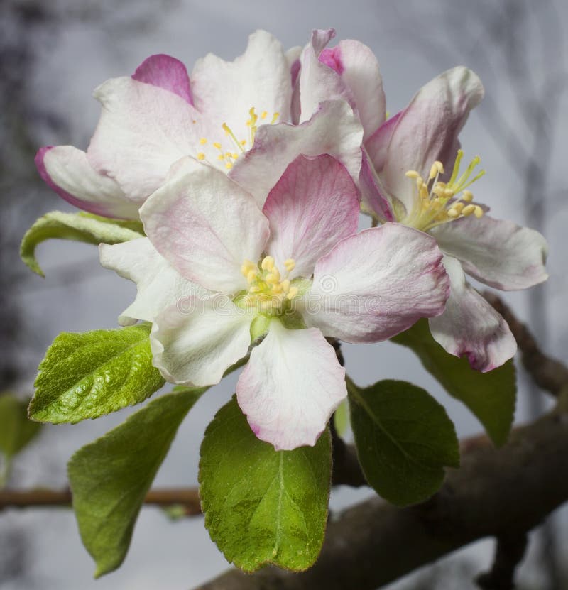 593 Granny Smith Apple Tree Stock Photos Free & RoyaltyFree Stock