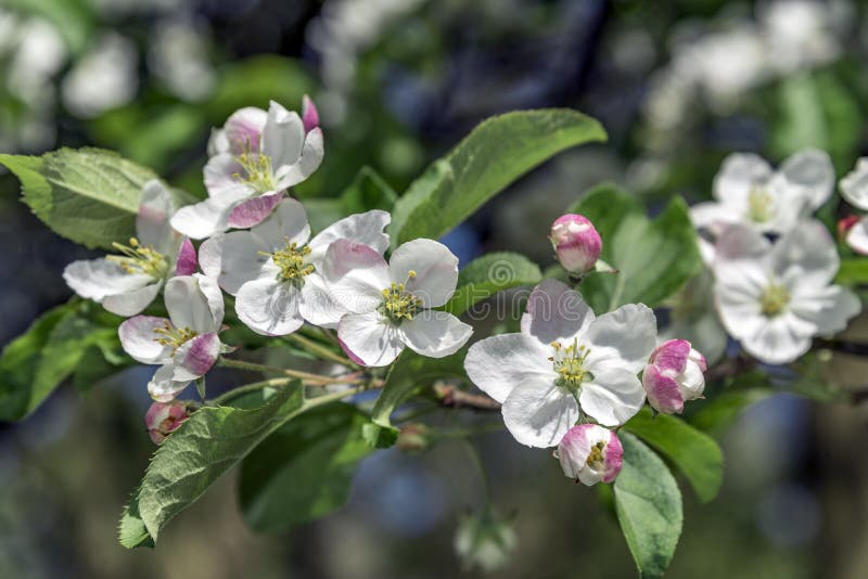 Apple blossom flowers