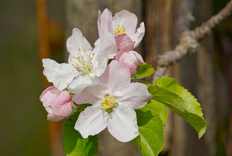 Apple Blossom. A much anticipated spring sight, filling orchards and gardens with the promise of the fruit to come, and the pleasant days of spring and summer stock images Apple Blossom. A much anticipated spring sight, filling orchards and gardens with the promise of the fruit to come, and the pleasant days of spring and summer stock images