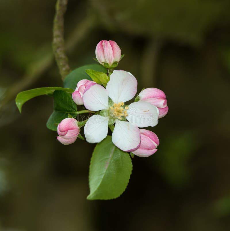 Apple Blossom