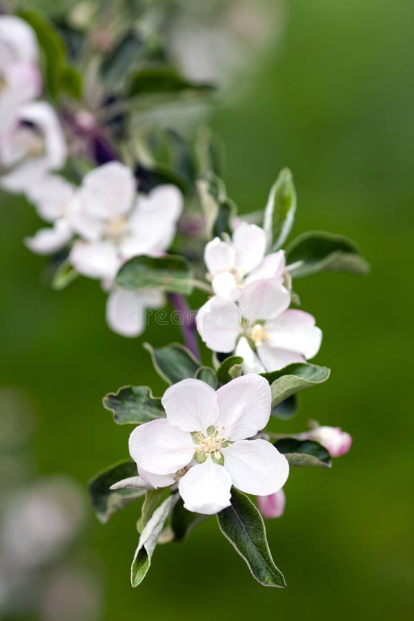 Apple blossom