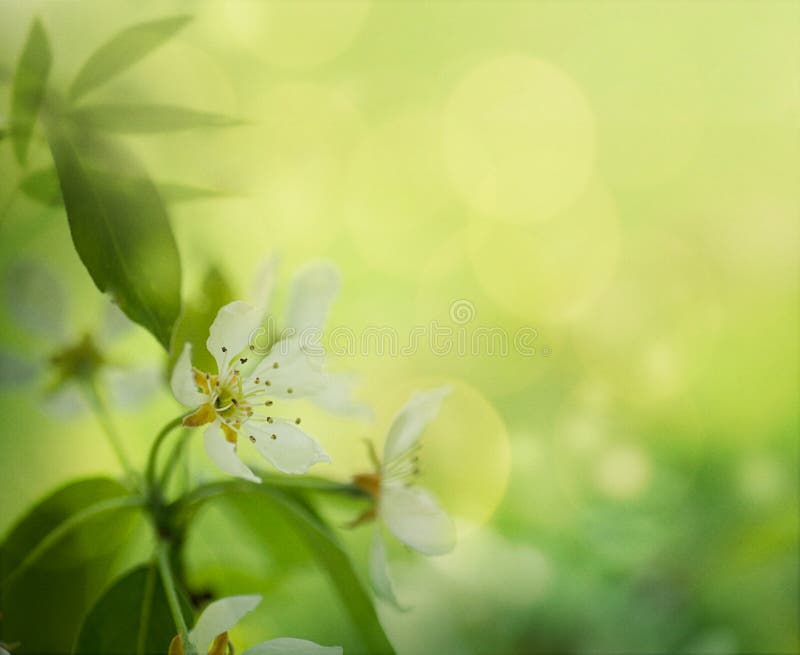 Apple blossom