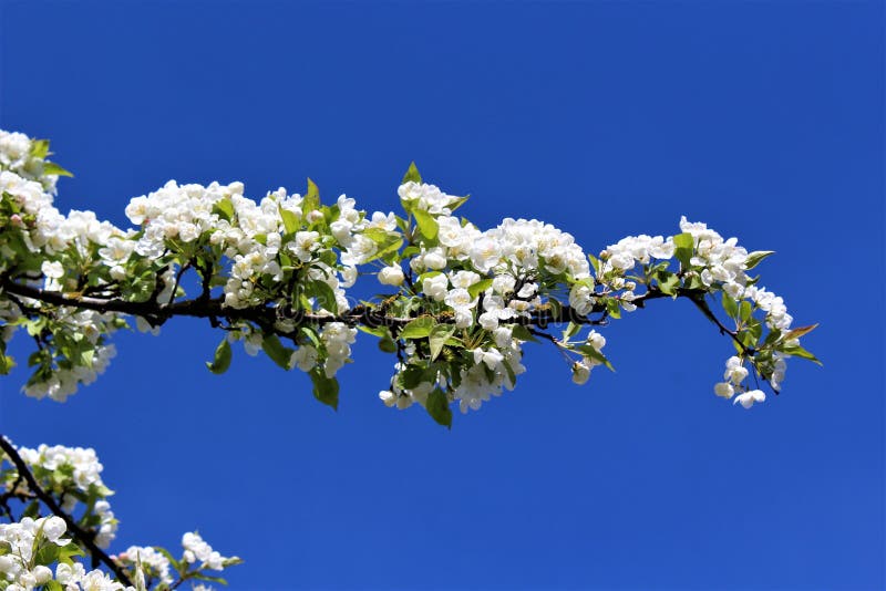 Apple blossom in spring stock image. Image of leaf, fresh 92665361